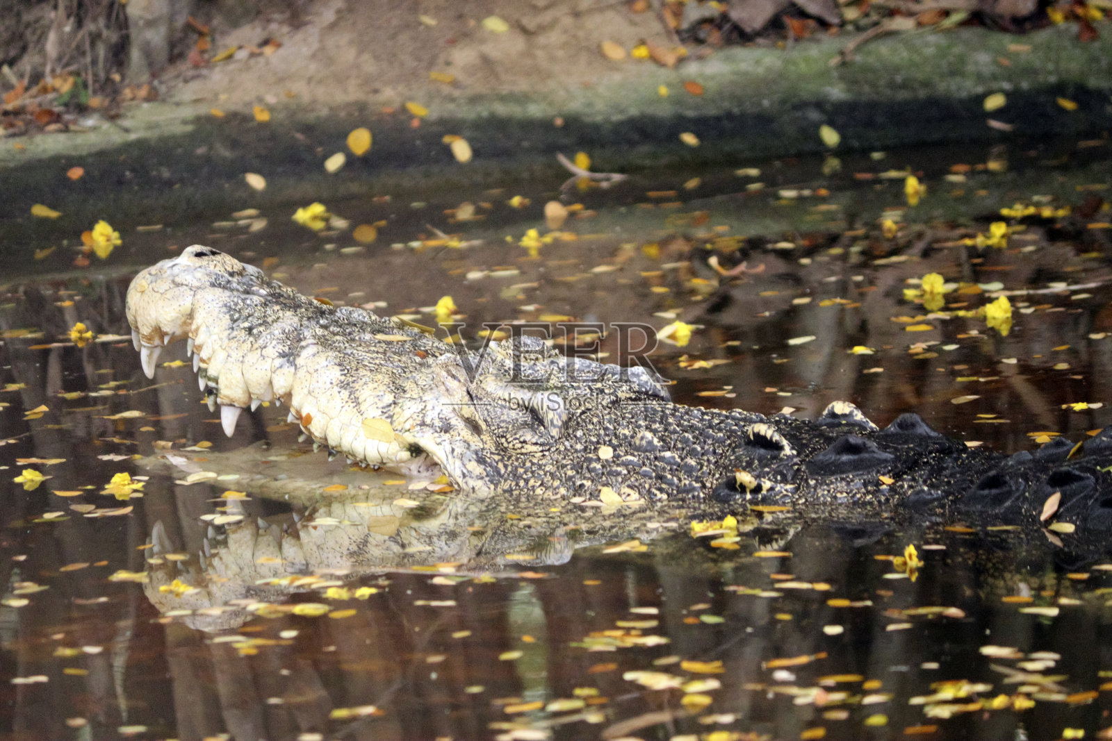 鳄鱼在其自然栖息地淹没在水中照片摄影图片