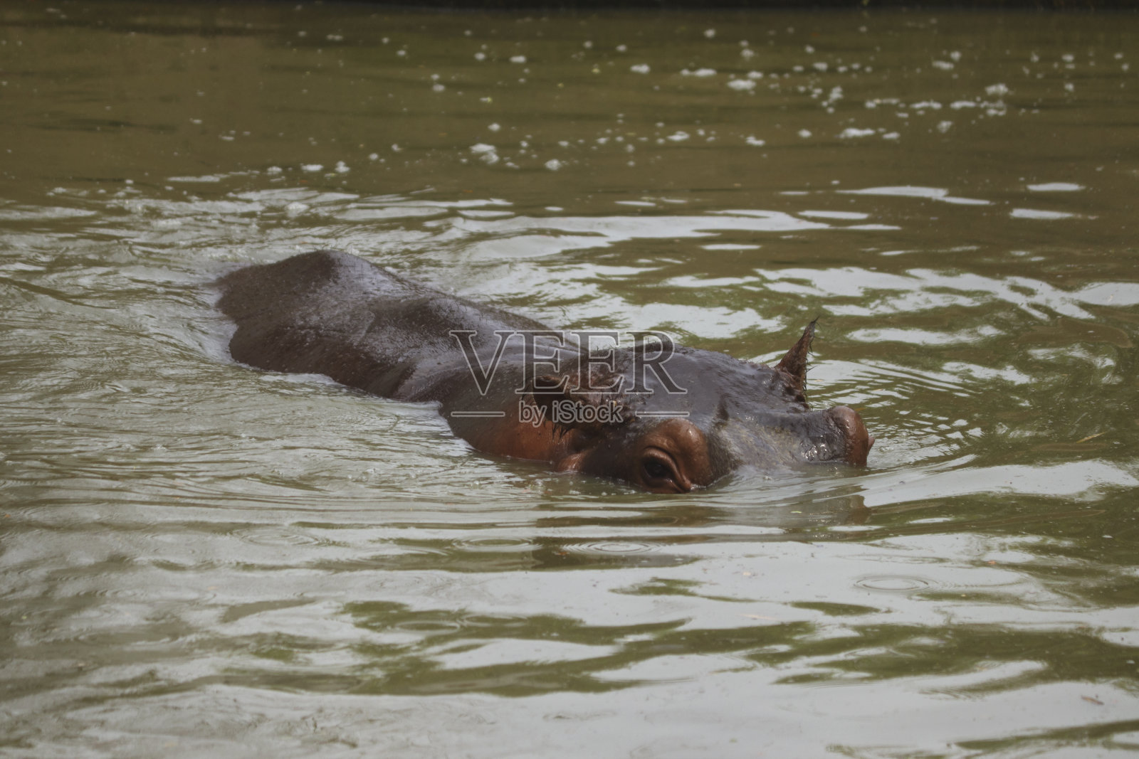 河马躲在水面上照片摄影图片