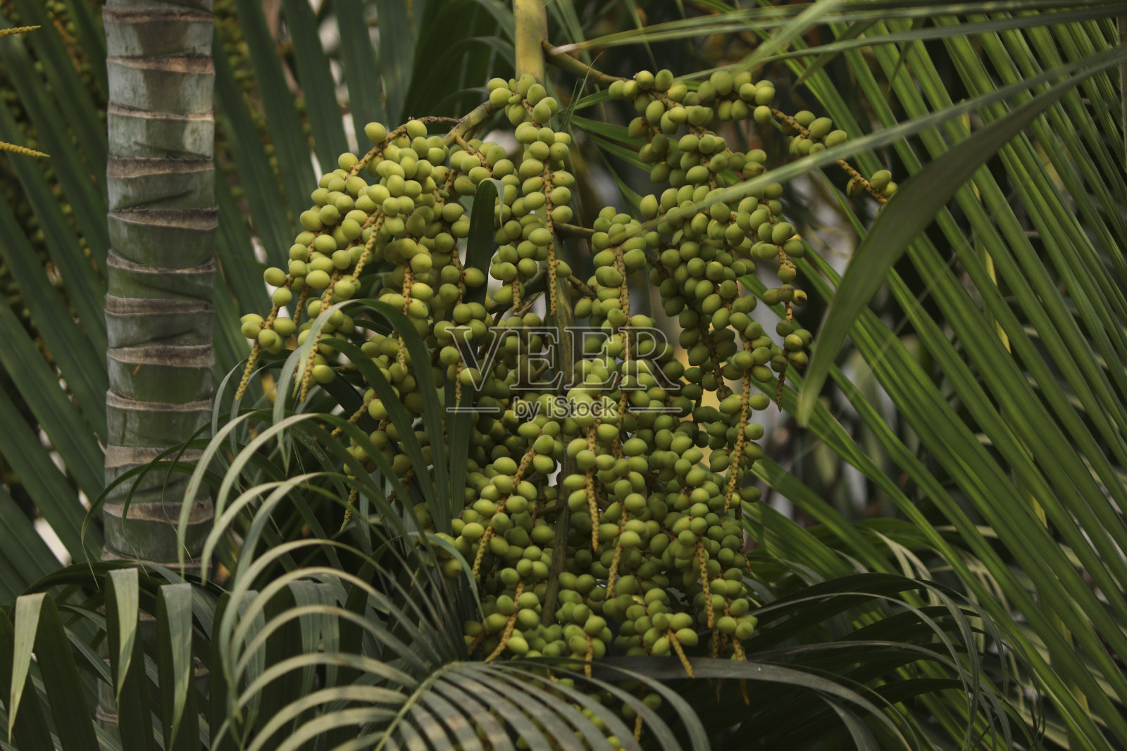 在模糊的背景中，一棵棕榈树的单个树枝的图像。照片摄影图片