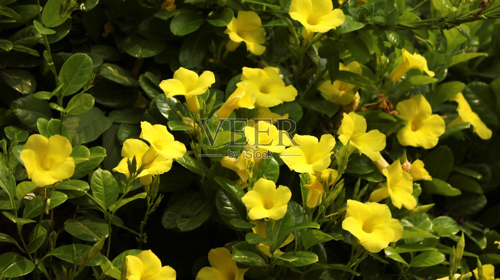 美丽的黄色野生allamanda花照片摄影图片