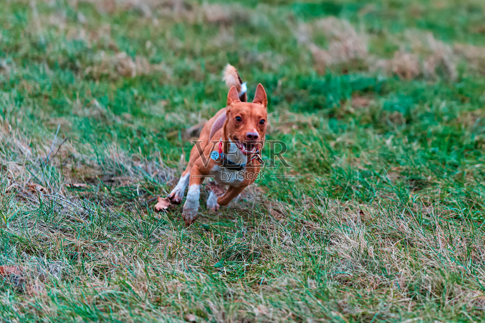 在阳光明媚的公园里，可爱的狗狗戴着项圈，在郁郁葱葱的绿色草坪上快乐地跑来跑去照片摄影图片