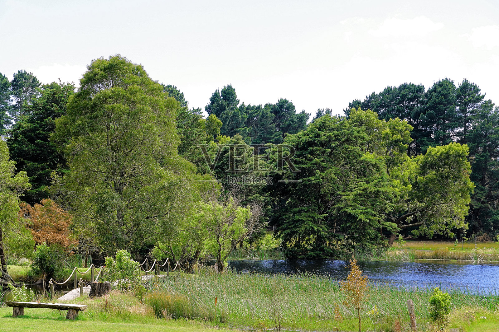 拉拉拉拉，澳大利亚维多利亚照片摄影图片