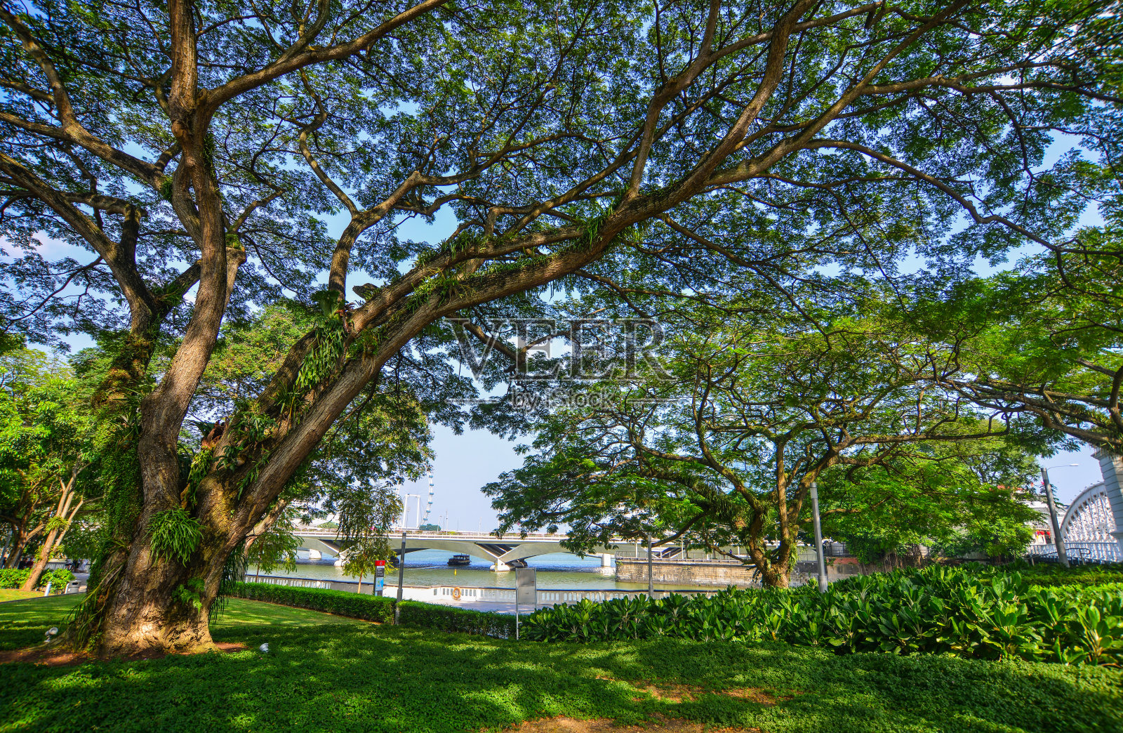 公园里的绿树照片摄影图片