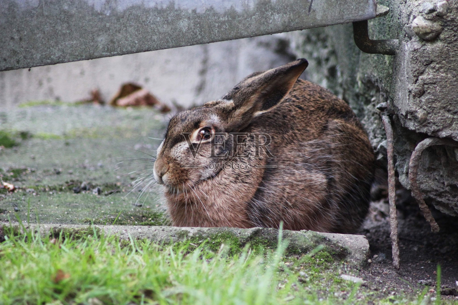 一只野兔照片摄影图片