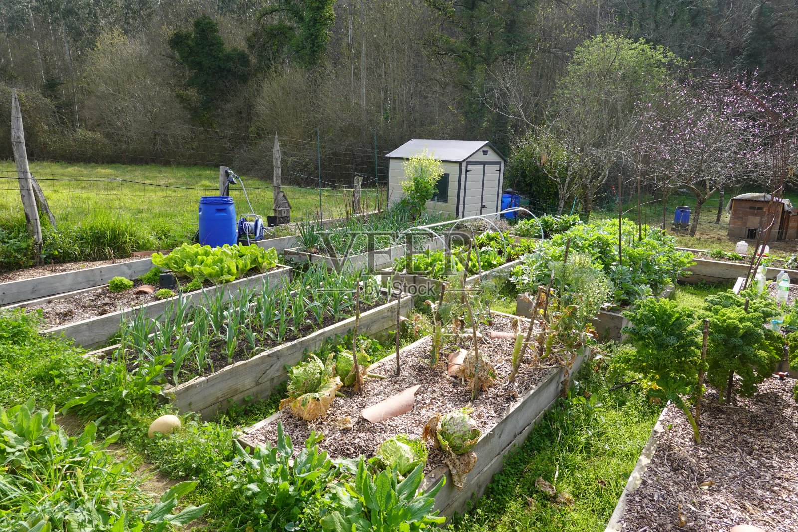 春天乡下菜园里的蔬菜照片摄影图片