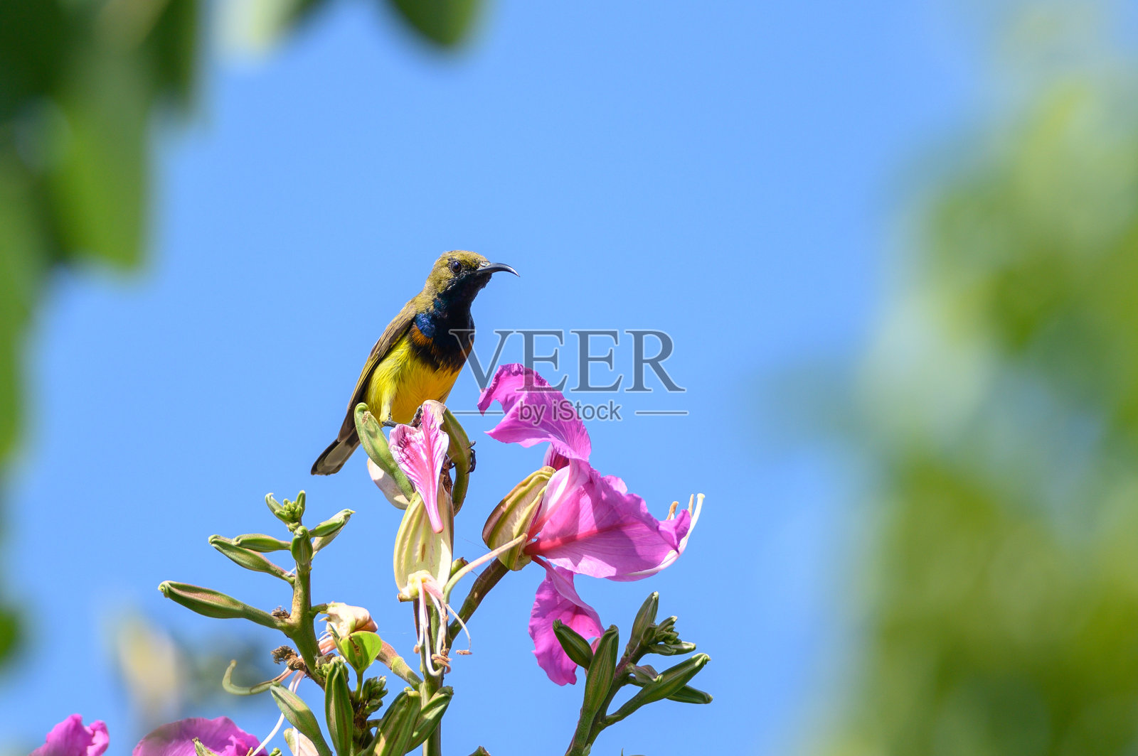 橄榄背太阳鸟，黄腹太阳鸟，绿背太阳鸟照片摄影图片