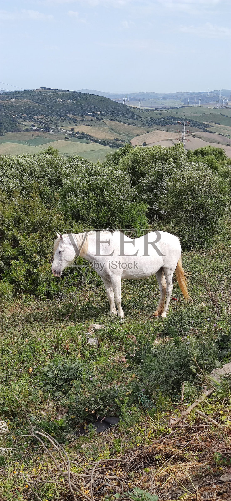 自由的白马。安达卢西亚,西班牙。照片摄影图片