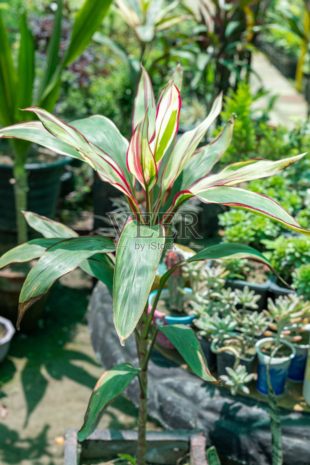 花园里的圣雄龙植物照片摄影图片