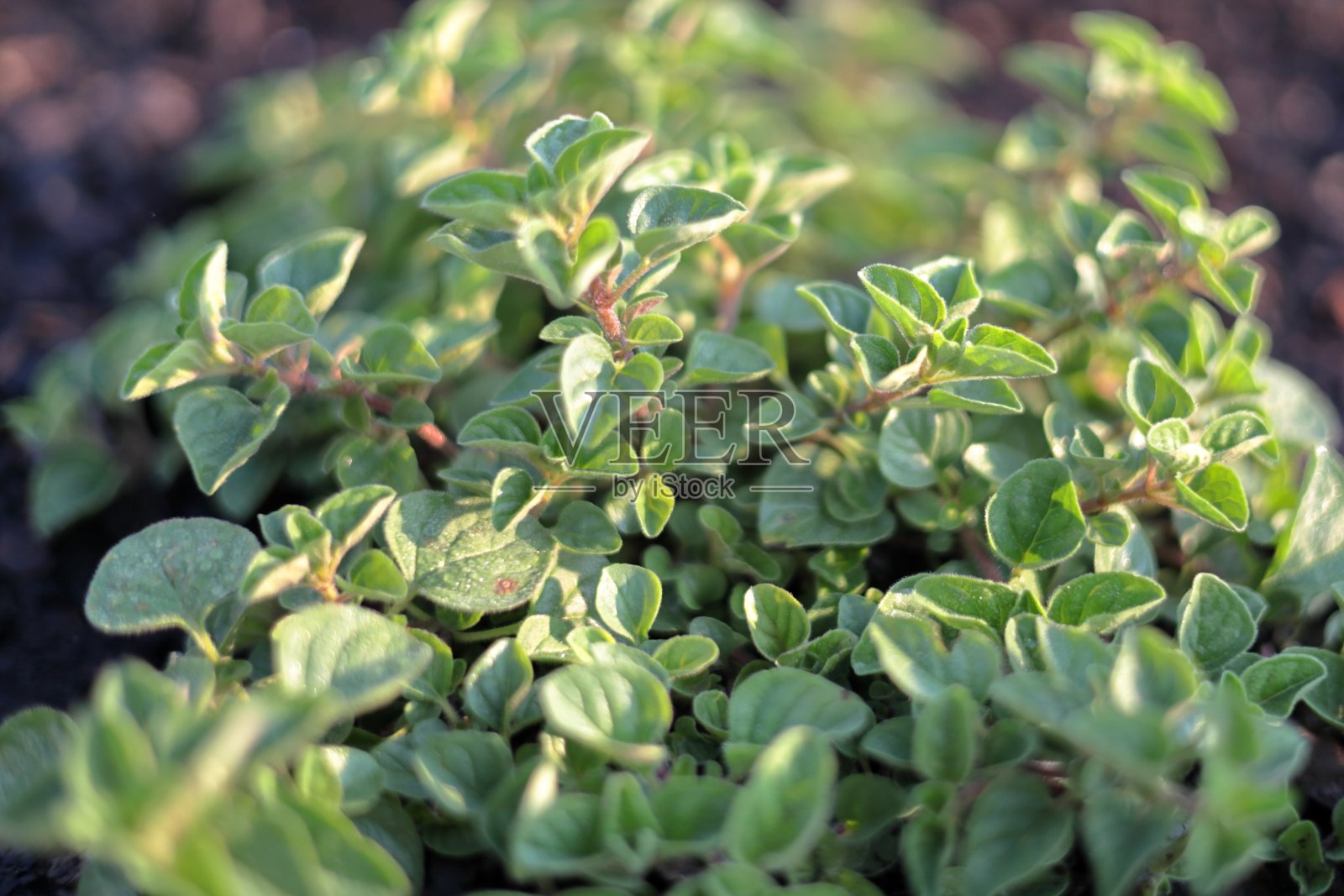 牛至照片摄影图片