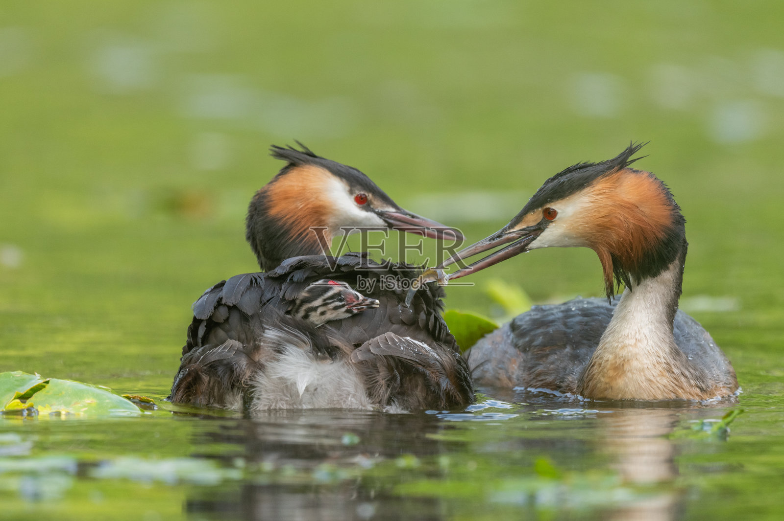 大凤头Grebe (Podiceps cristatus)在河边为刚出生几天的雏鸟带来一条小鱼。照片摄影图片