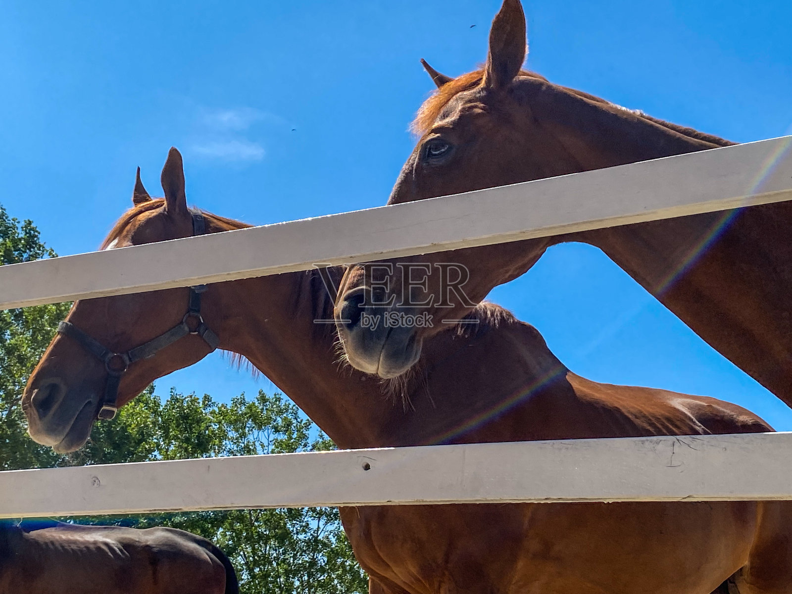 马场里漂亮的马照片摄影图片