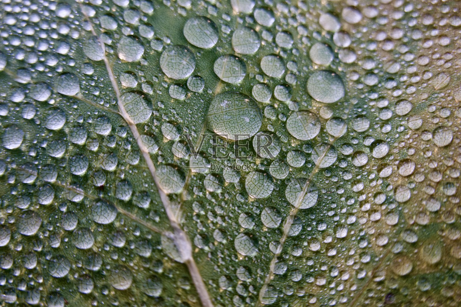 树叶上的雨滴照片摄影图片