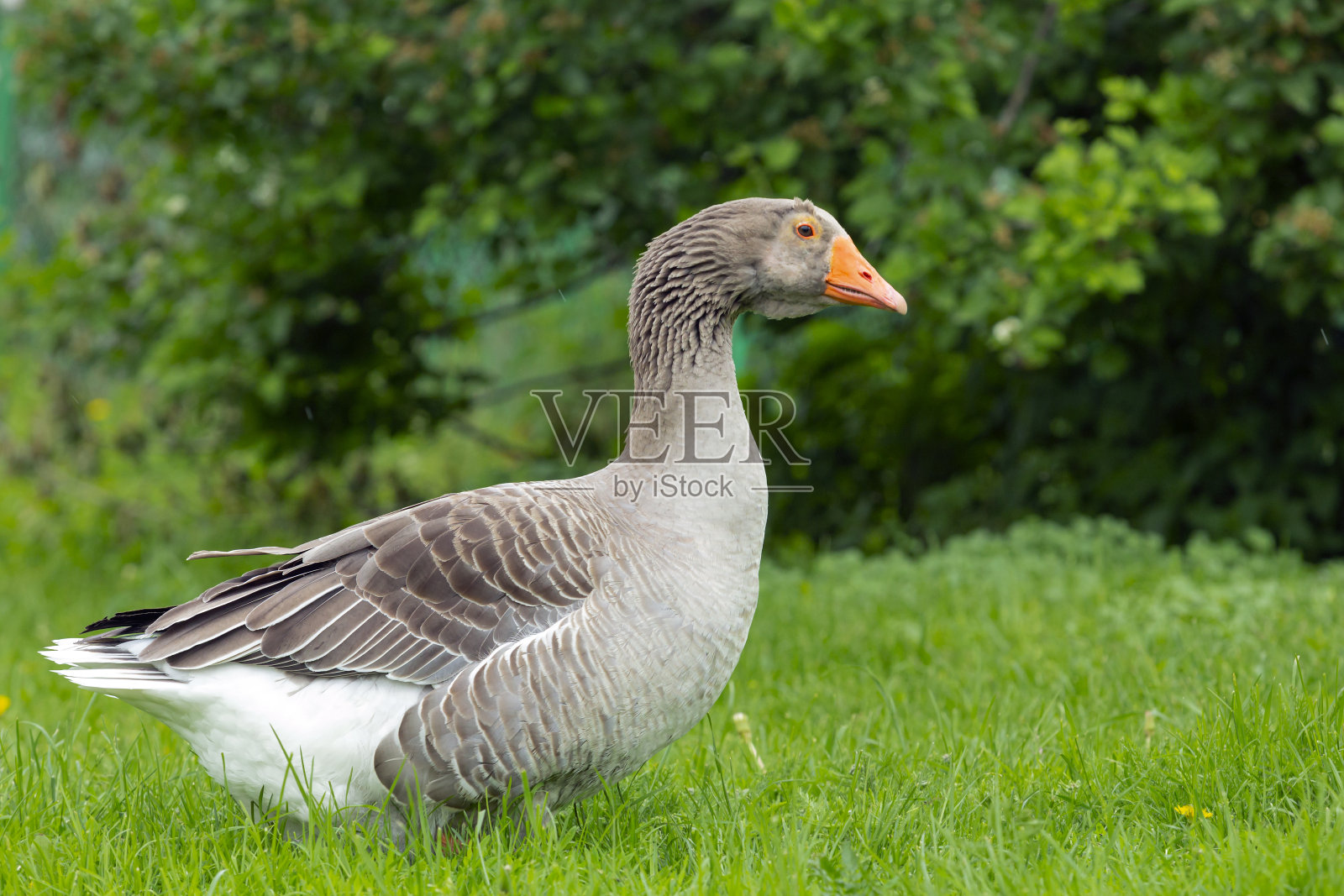 灰雁(答答答)。照片摄影图片