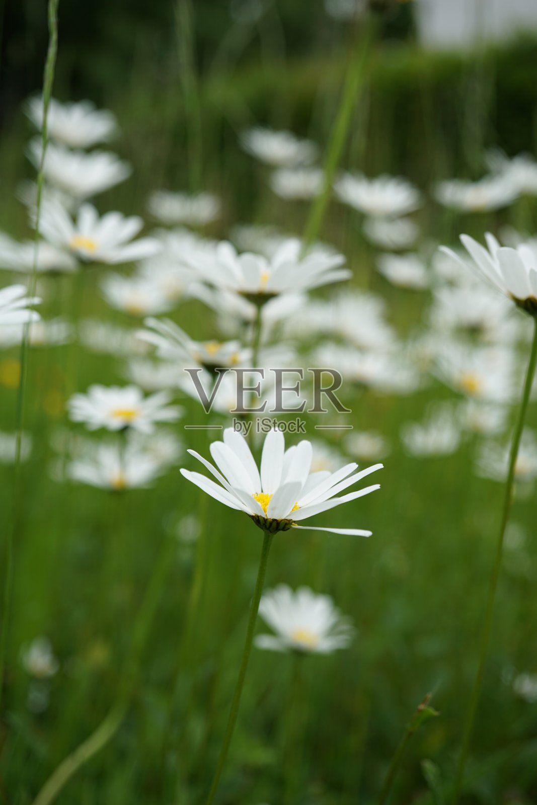 雏菊(Leucanthemum vulgare)，俗称牛眼雏菊、牛眼雏菊、狗雏菊、玛格丽特(法语:marguerite公社，“普通玛格丽特”)等俗名，是一种原产于欧洲的广泛开花植物照片摄影图片