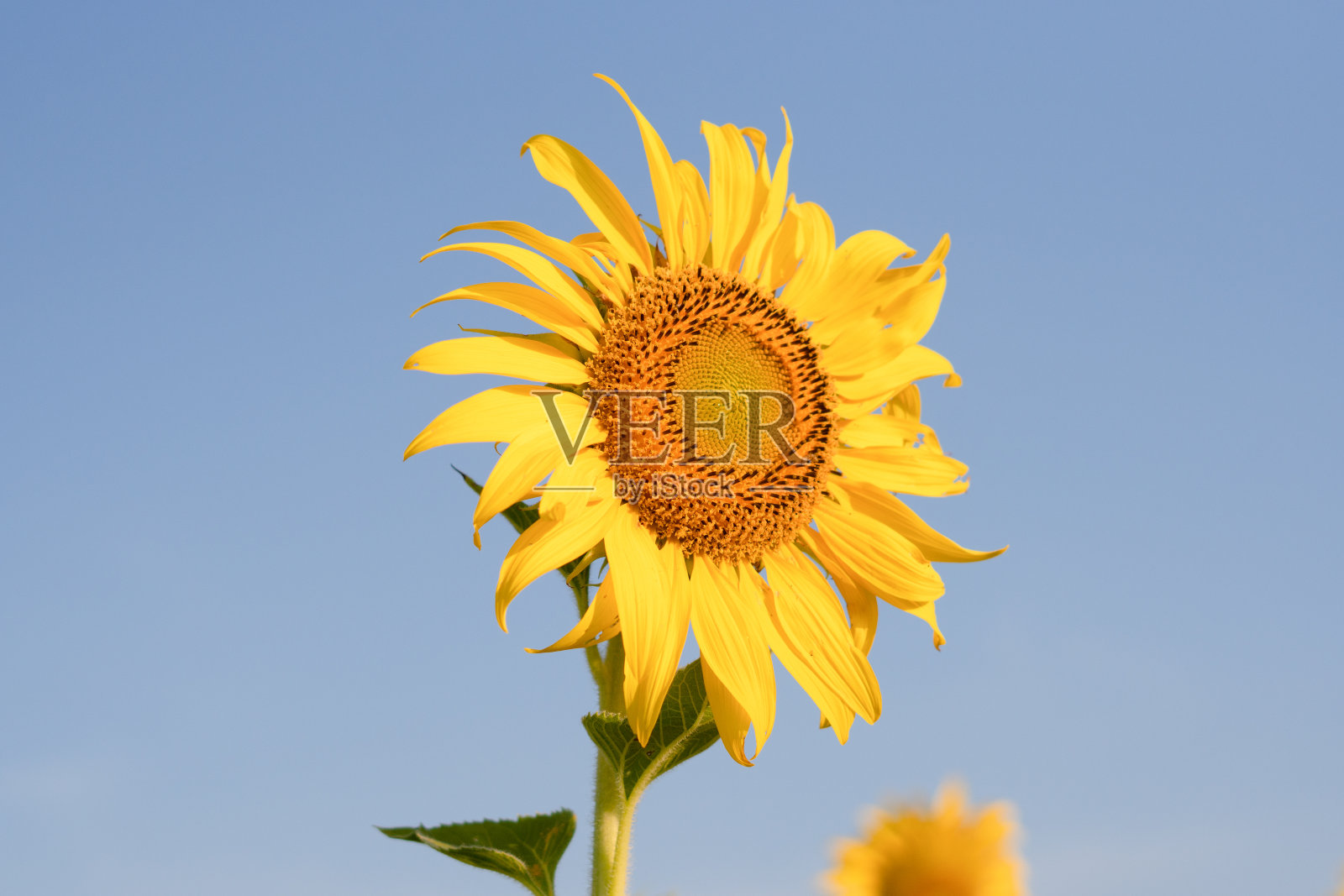 向日葵在蓝天田野的特写照片。照片摄影图片