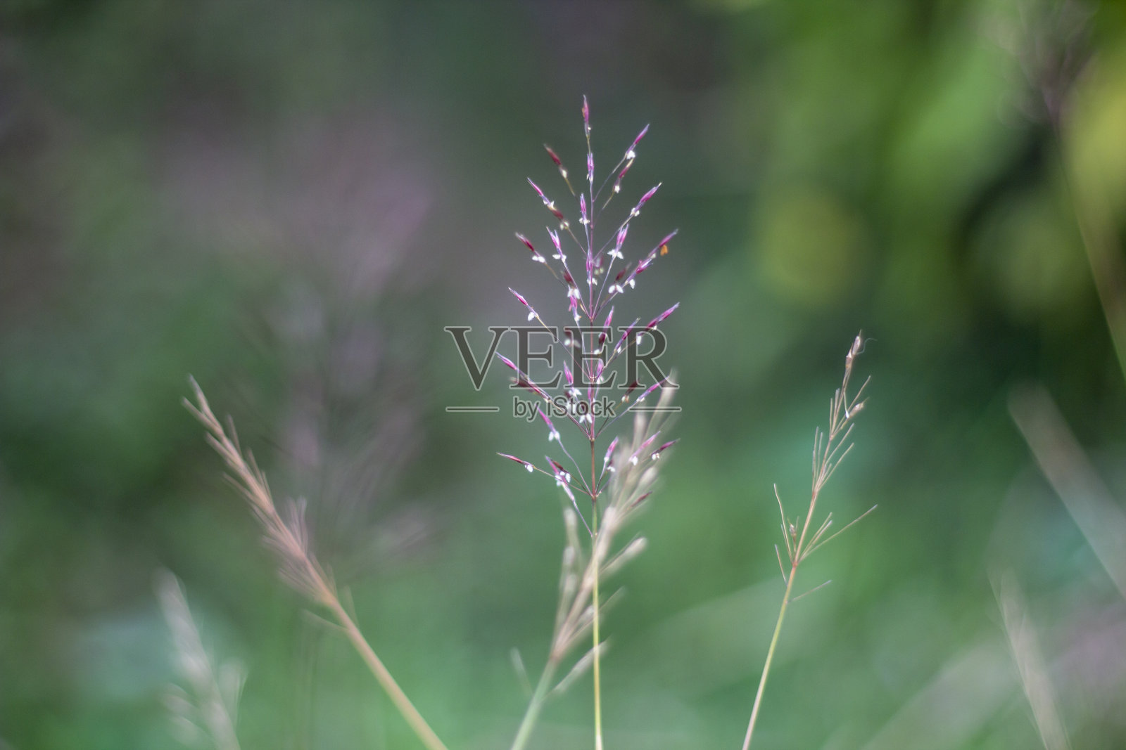 一个美丽的背景与小藤叶模糊照片摄影图片