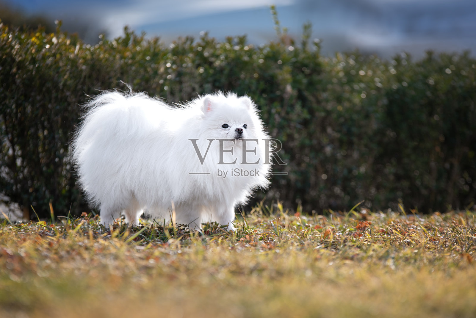 白色波美拉尼亚小狗照片摄影图片