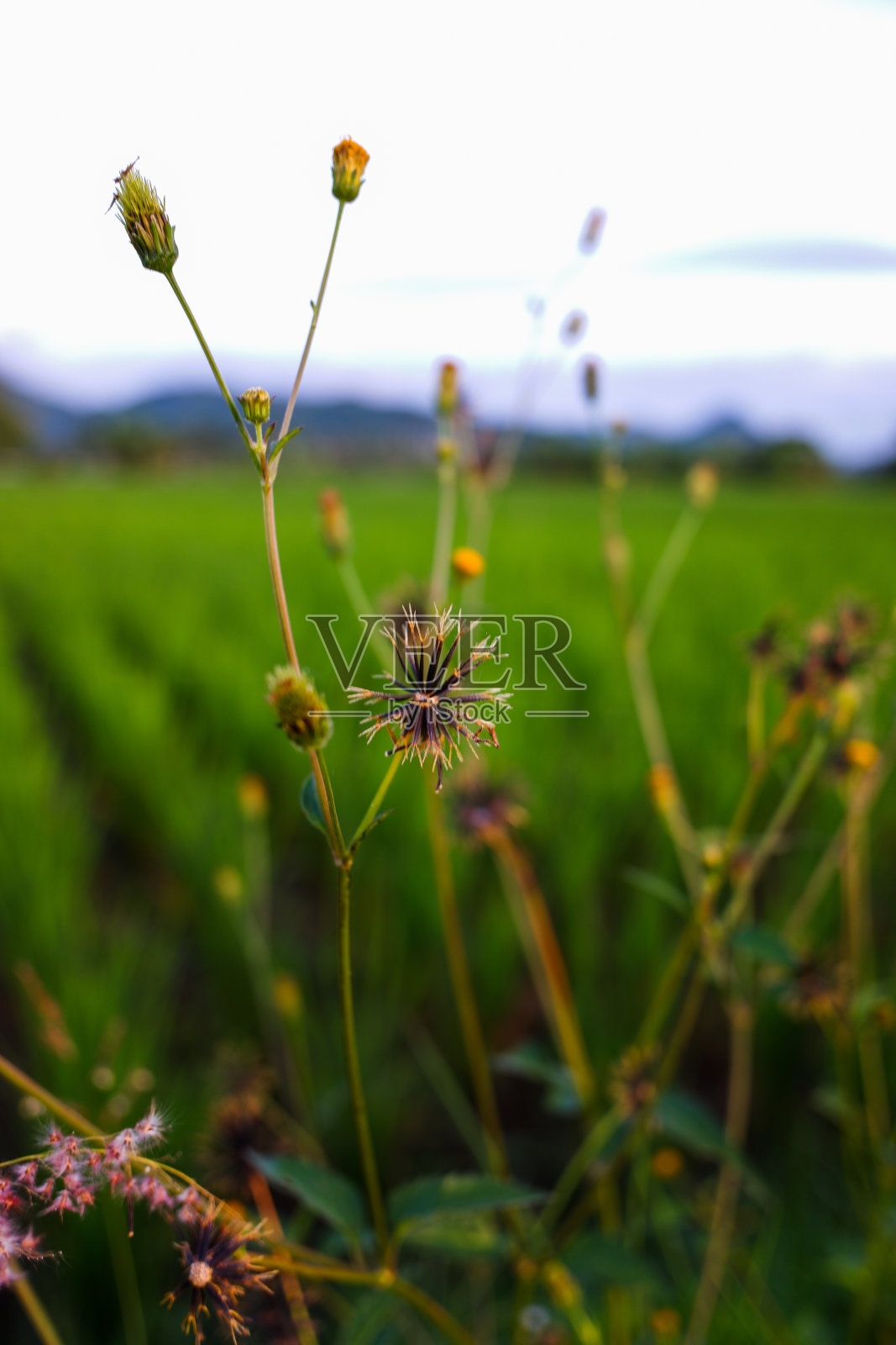 鬼针草三朵花照片摄影图片