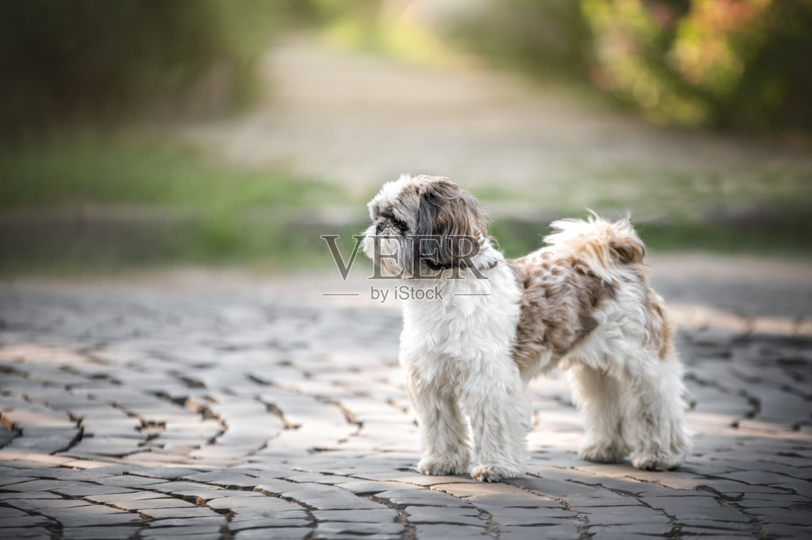 西施犬的肖像照片摄影图片