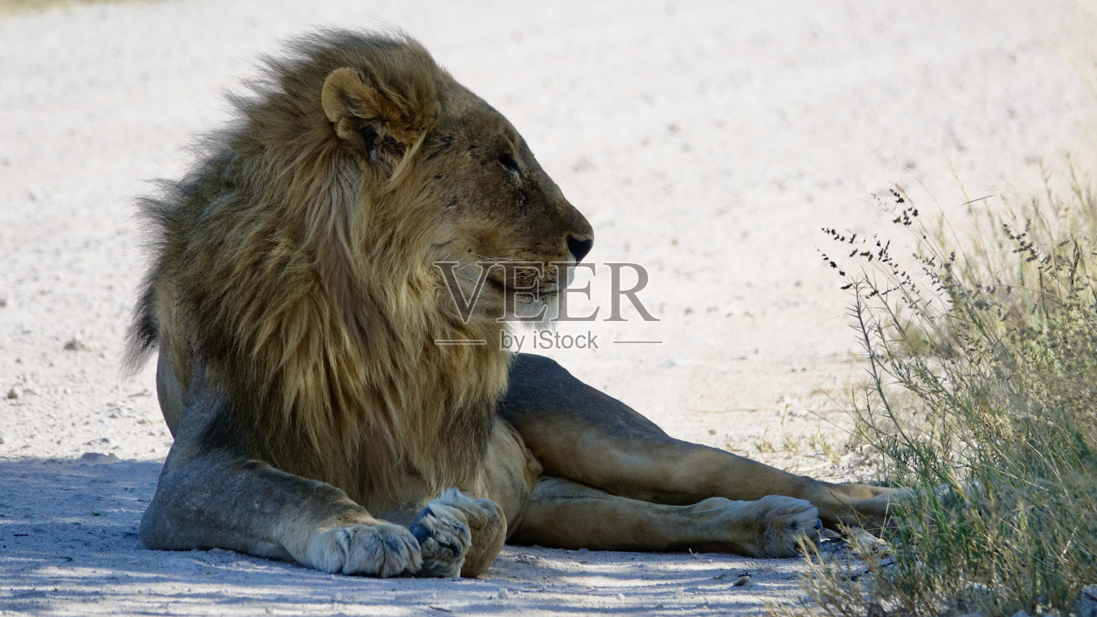 纳米比亚的狮子照片摄影图片