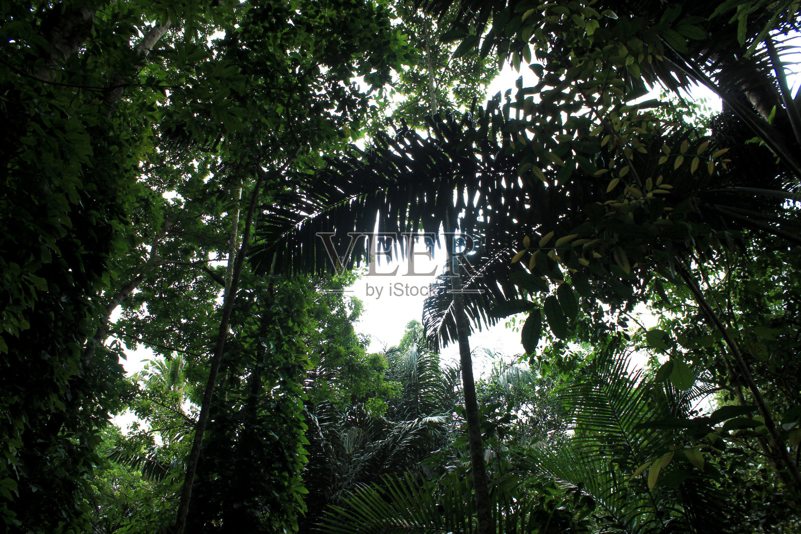 热带森林中的绿色树木照片摄影图片