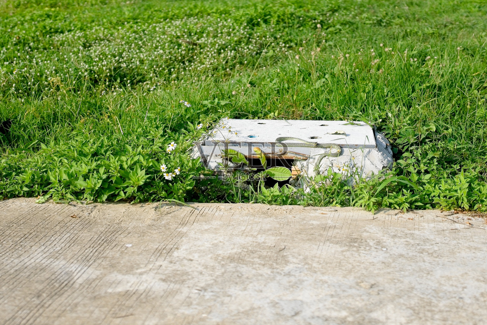 花园水泥井盖上躺着的金花蛇。照片摄影图片