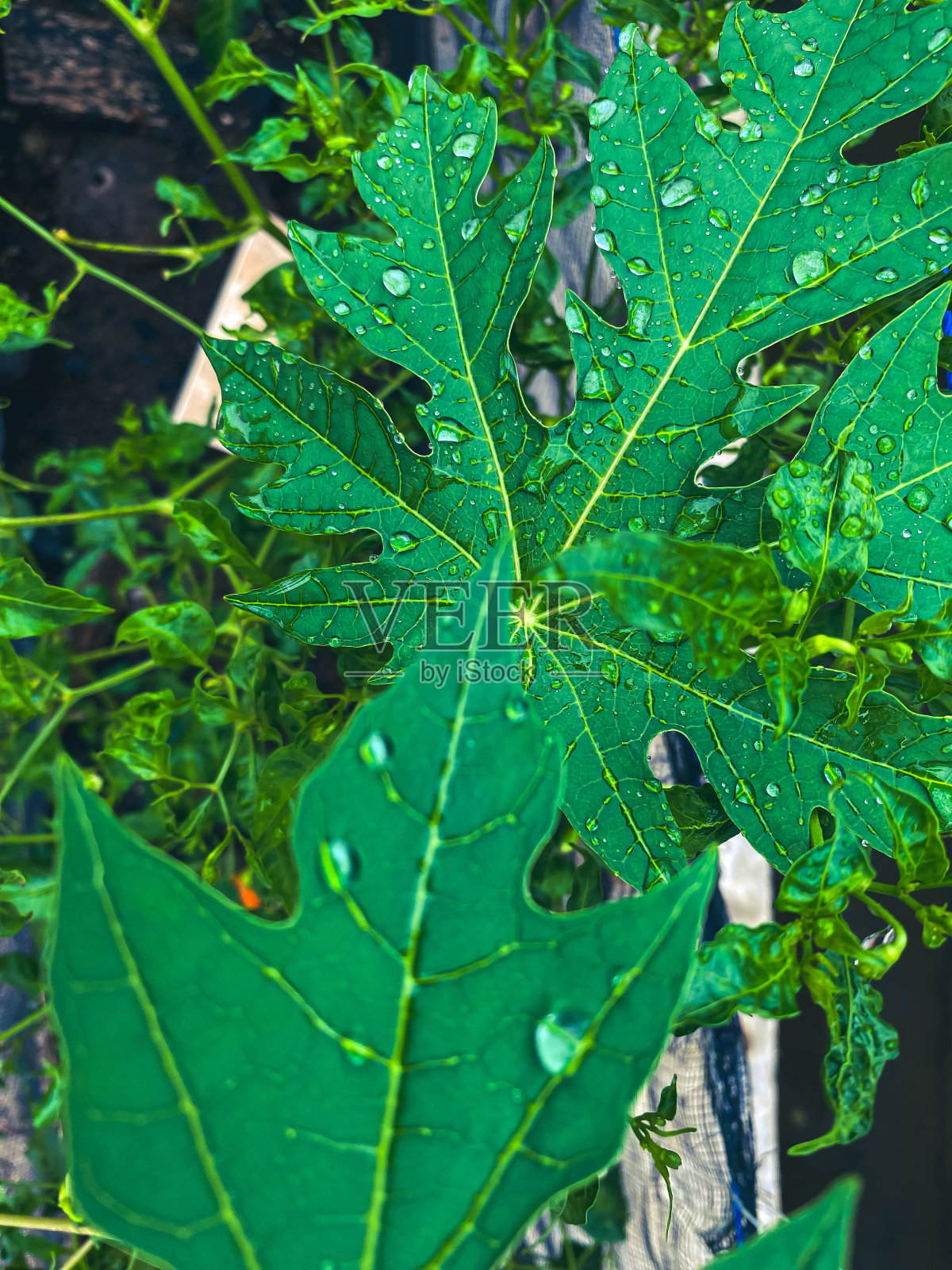 叶子照片摄影图片