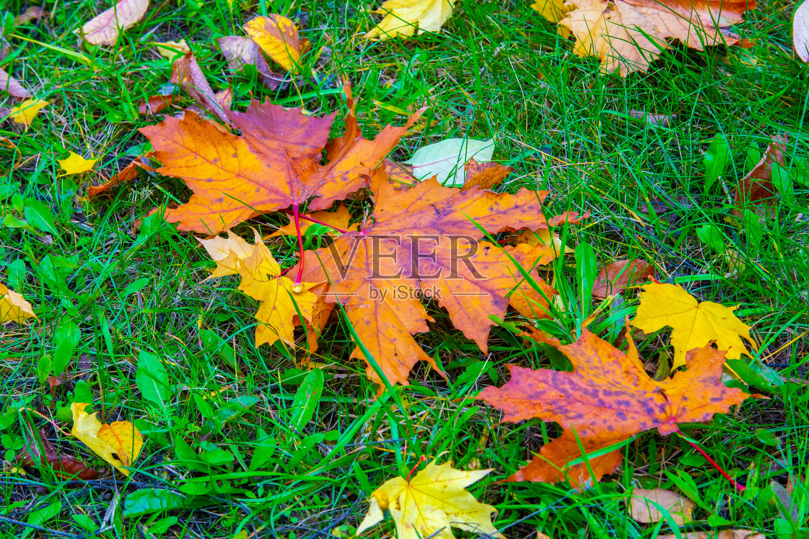 秋天的枫叶，高等植物的扁平结构，类似于直接附着在茎上或穿过茎的叶片。叶片是光合作用和蒸腾作用的主要器官。照片摄影图片