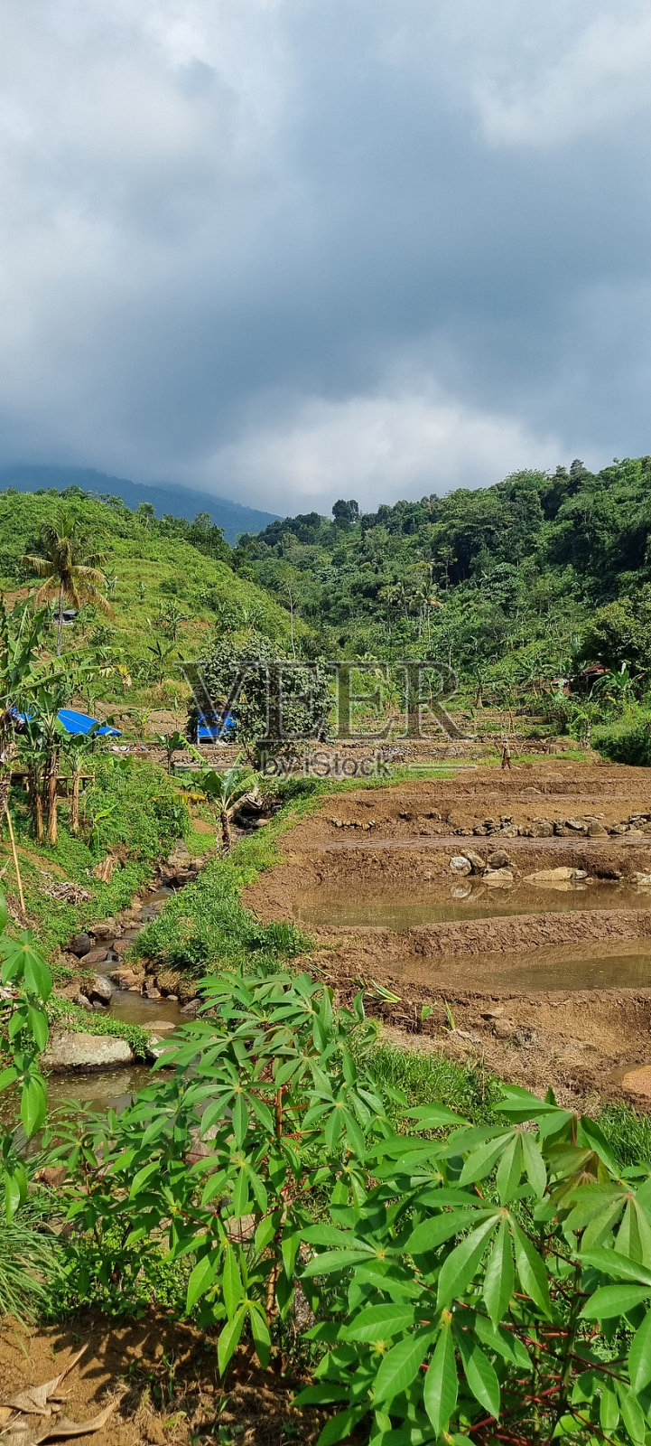 稻田照片摄影图片