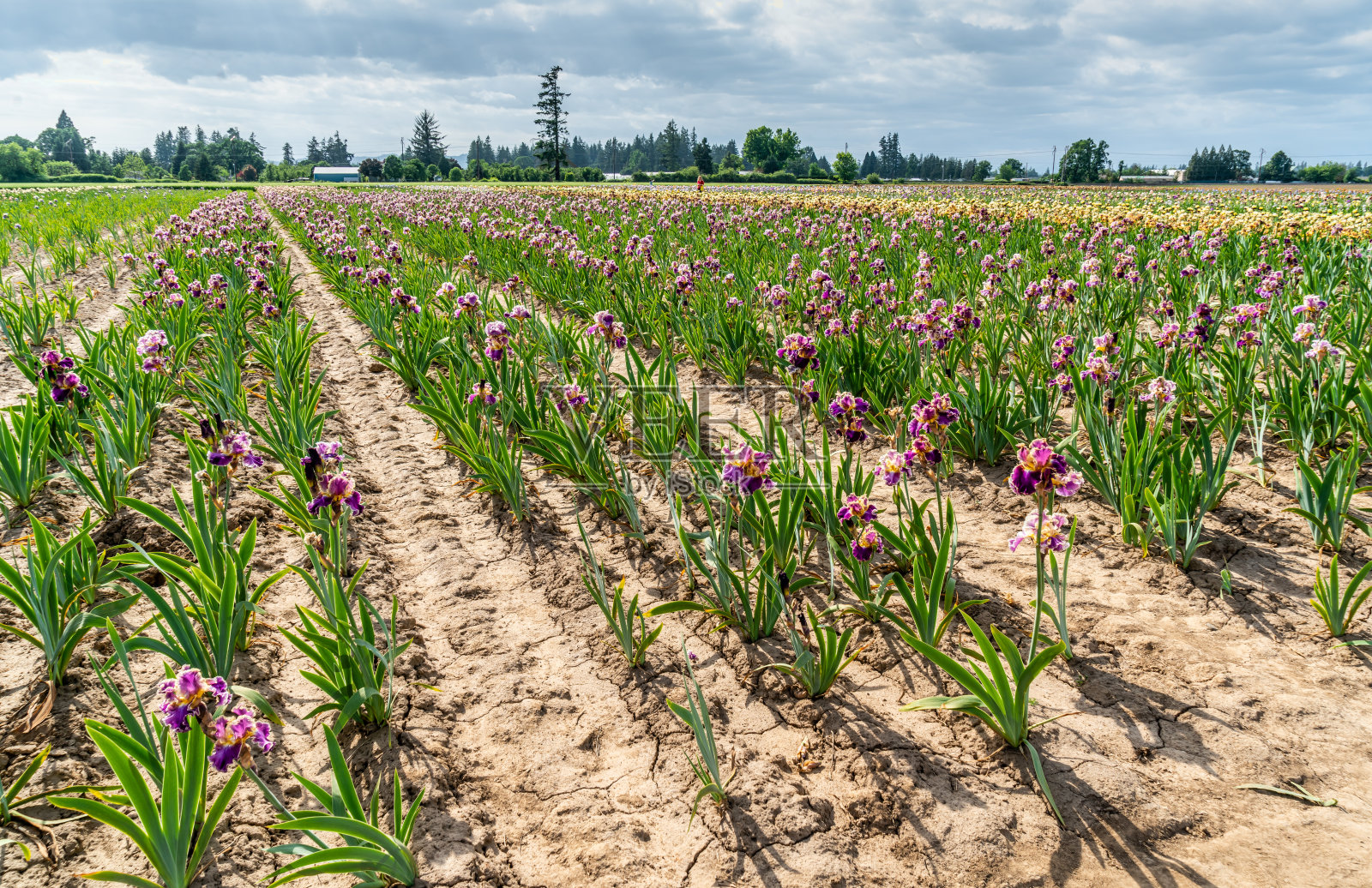 巨大的虹膜场2照片摄影图片