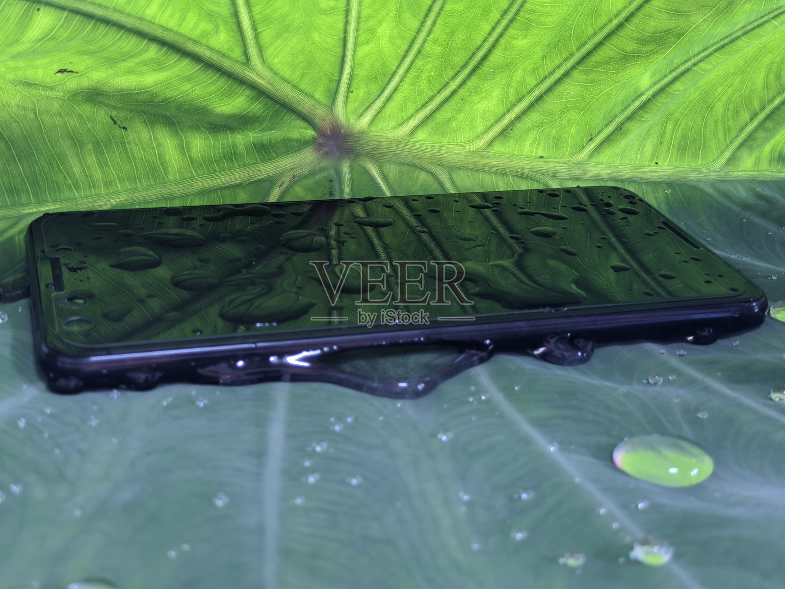 黑色智能手机与水溅纹理绿色芋头叶照片摄影图片