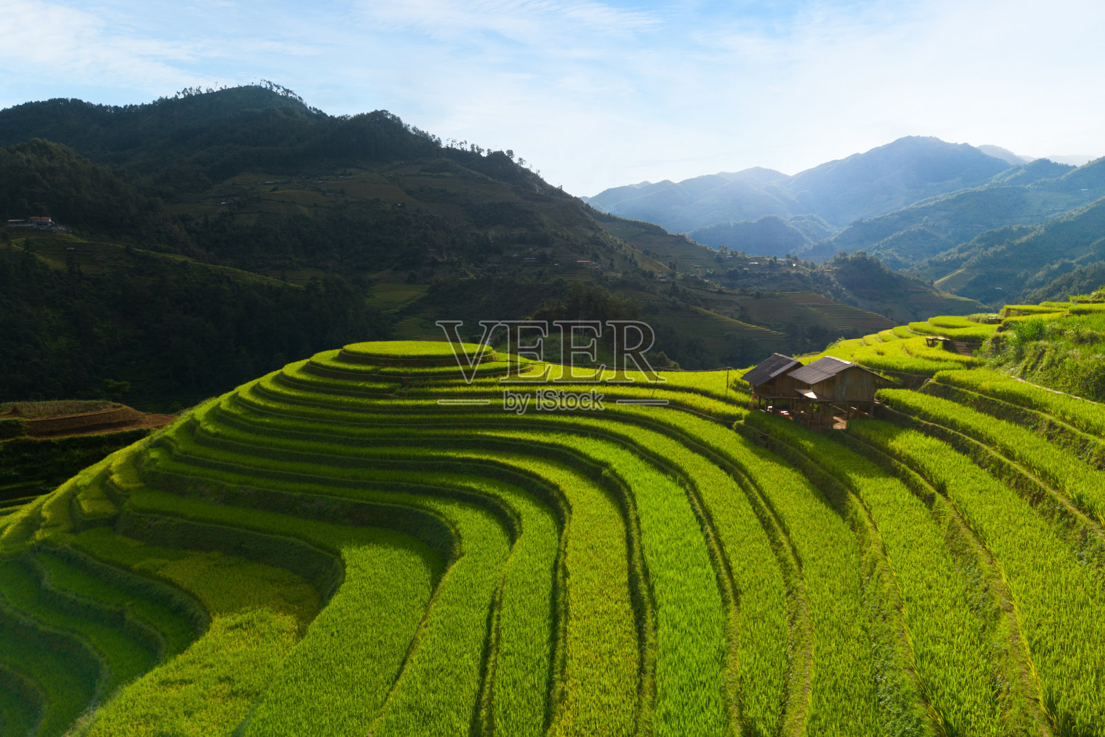 从空中俯瞰新鲜的水稻梯田，绿色的农田在农村或木仓柴农村地区，山丘陵山谷在亚洲，越南。自然景观背景。照片摄影图片