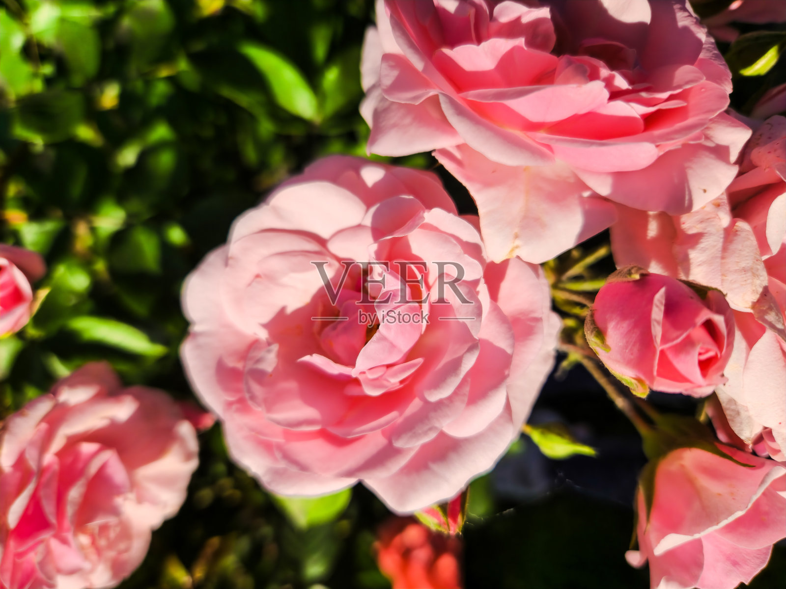 玫瑰照片摄影图片