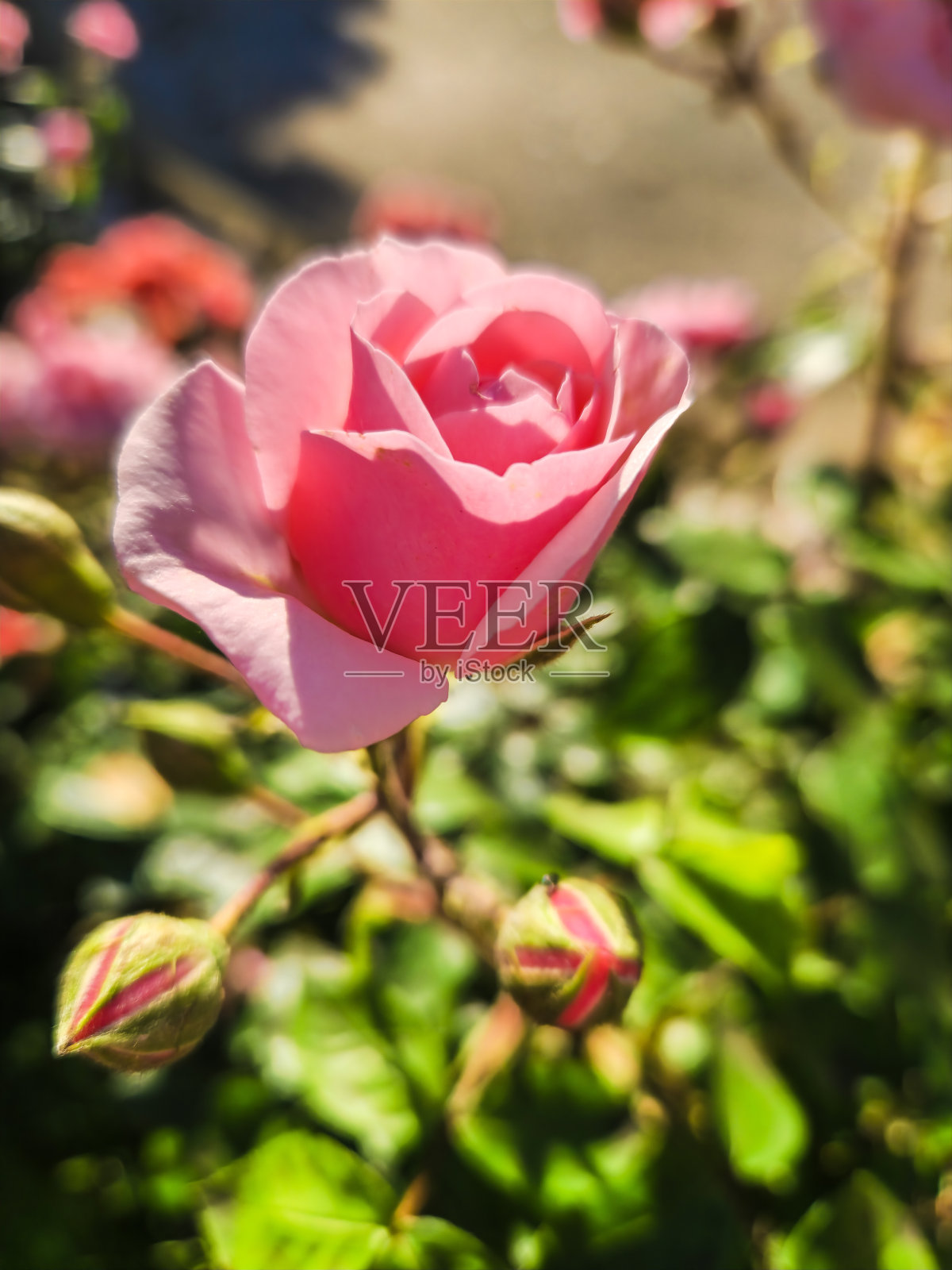 玫瑰照片摄影图片