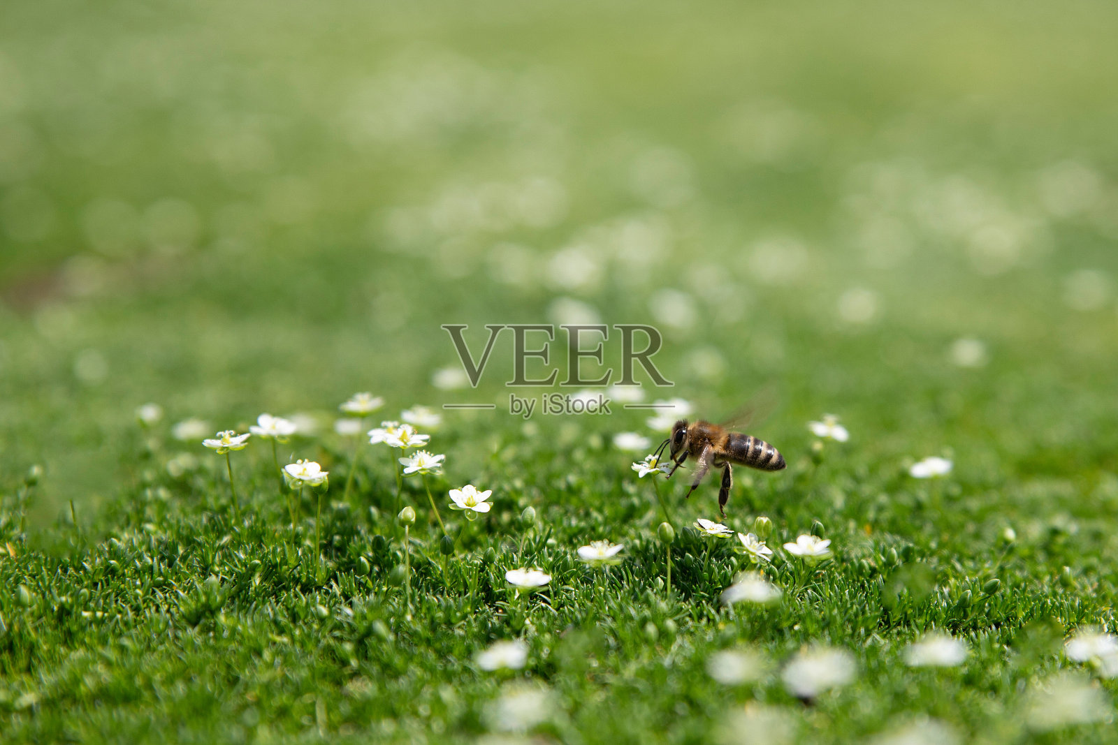 飞行的蜜蜂收集花粉或花蜜，并在草地上多汁的绿色草地上为花朵授粉。特写，选择性对焦，浅景深。养蜂，农业或园艺的概念。本空间照片摄影图片