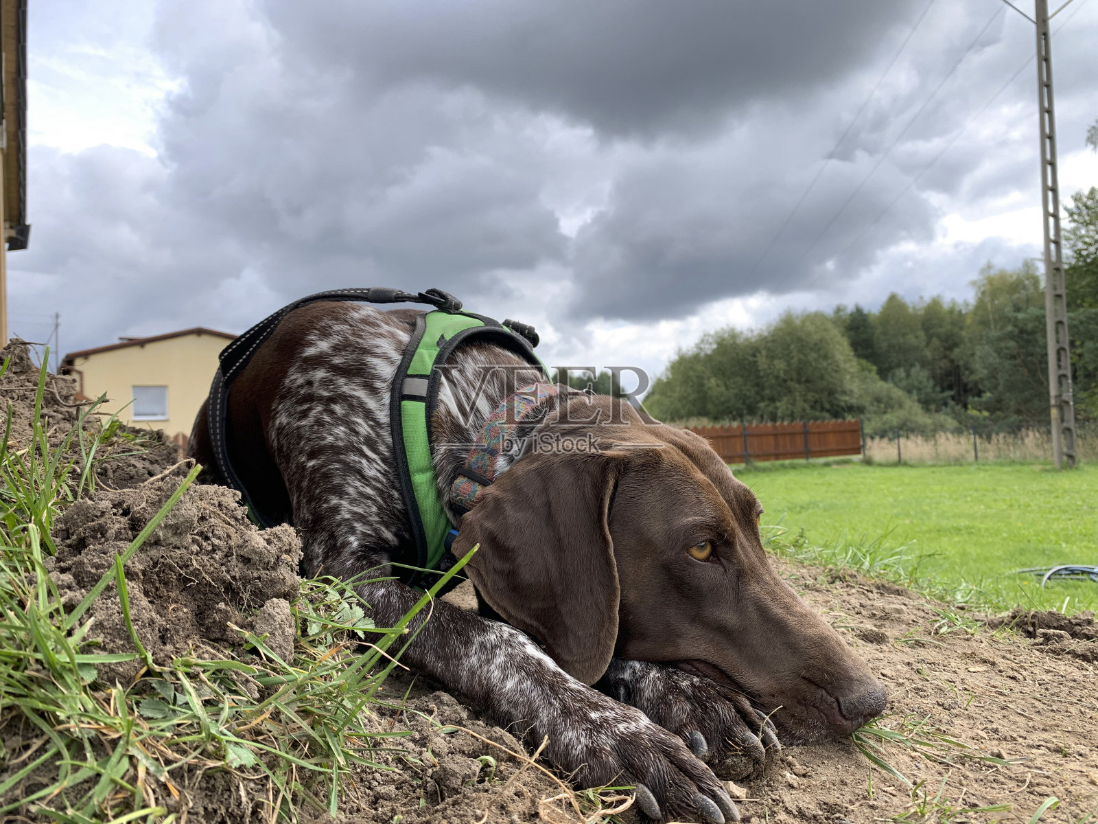 德国短毛指示犬-春天照片摄影图片
