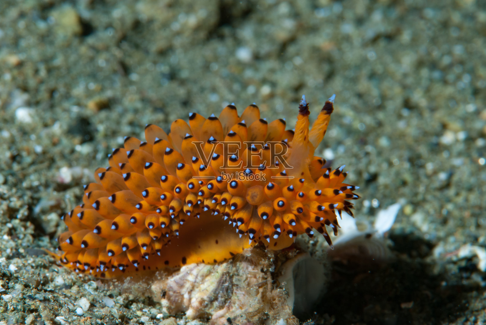 1裸鳃目动物照片摄影图片