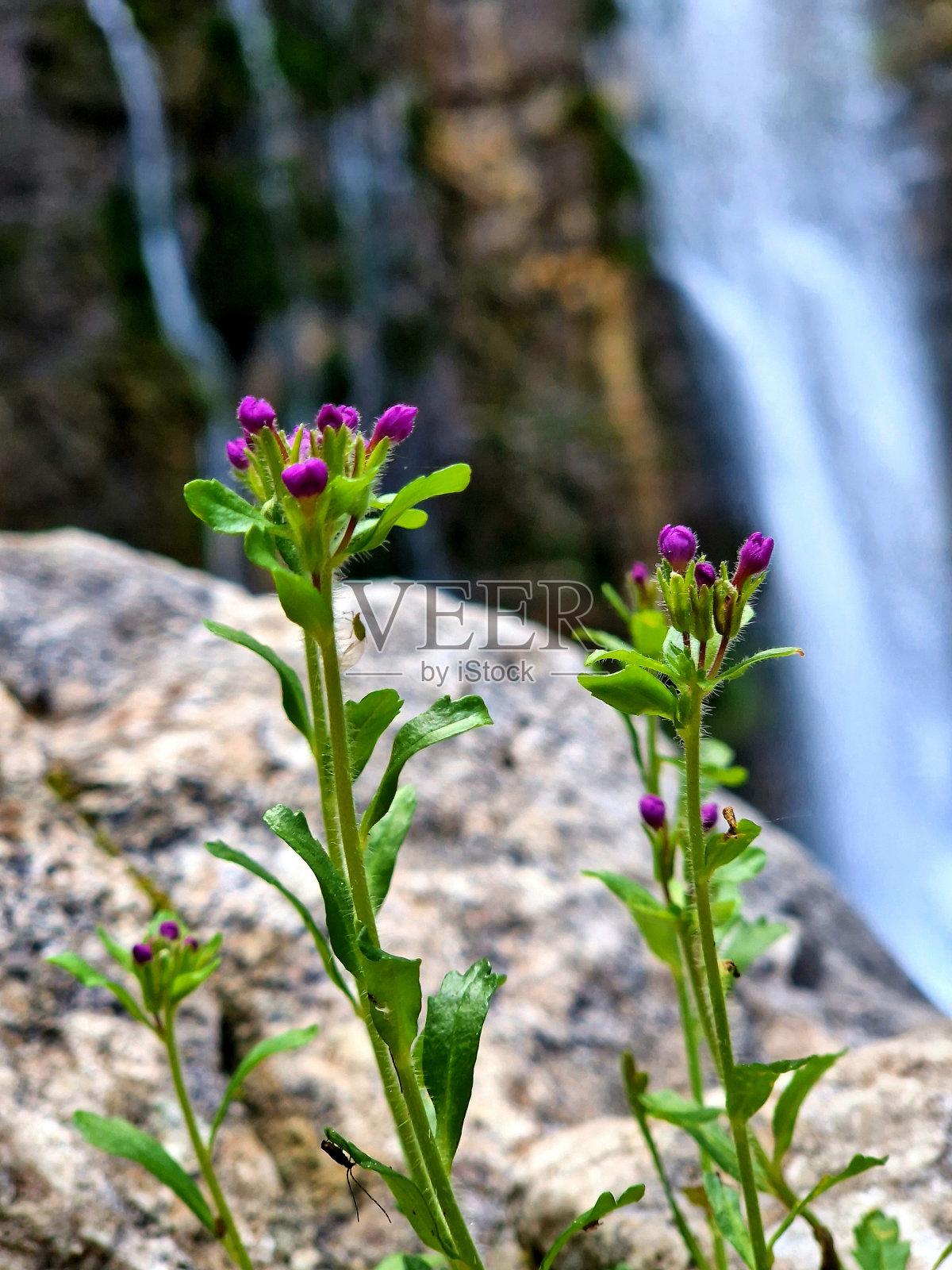 在法国萨瓦省大查特鲁兹的圣梅梅马戏团森林里，郁郁葱葱的绿叶和清澈的瀑布照片摄影图片