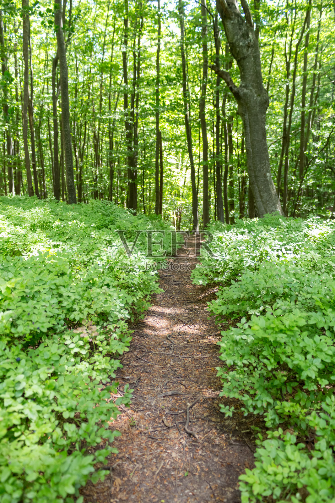 Тропа в лесу照片摄影图片