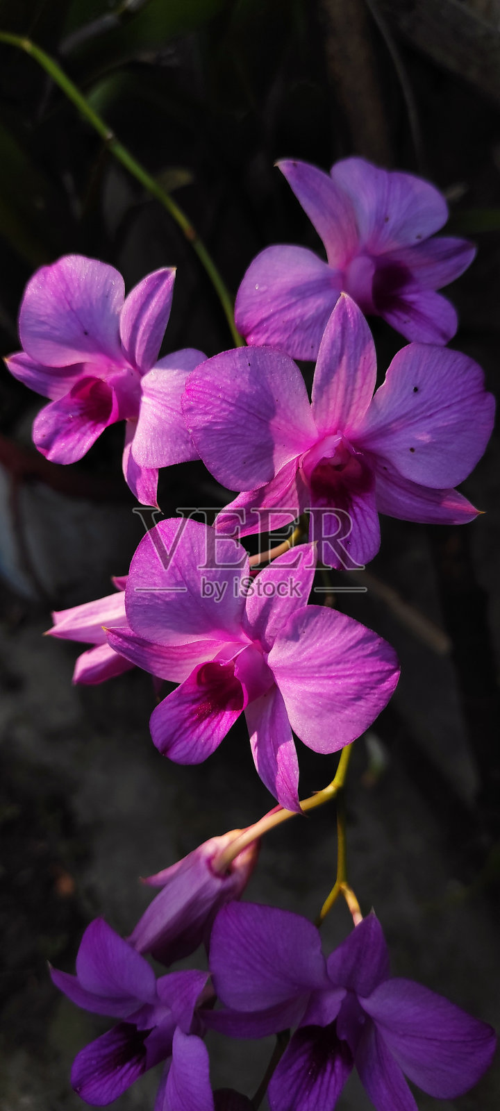 庭院中盛开的幼嫩兰花或石斛花或紫色花朵，自然背景照片摄影图片