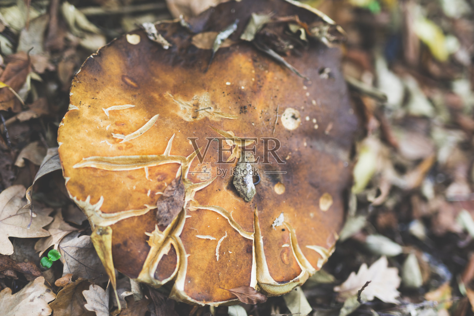 硬币包照片摄影图片