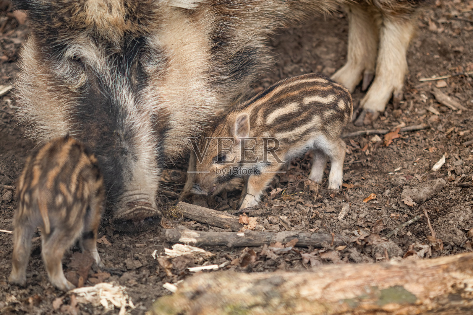 一只强壮的棕色野猪的特写肖像，有雄伟的象牙，站在它的自然栖息地照片摄影图片