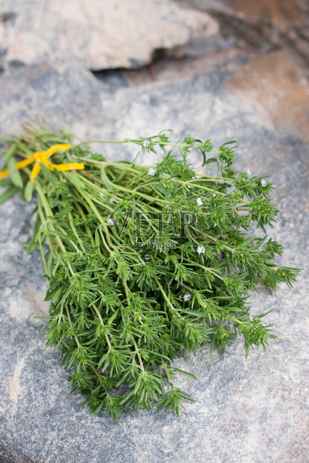 一束芳香的百里香叶照片摄影图片