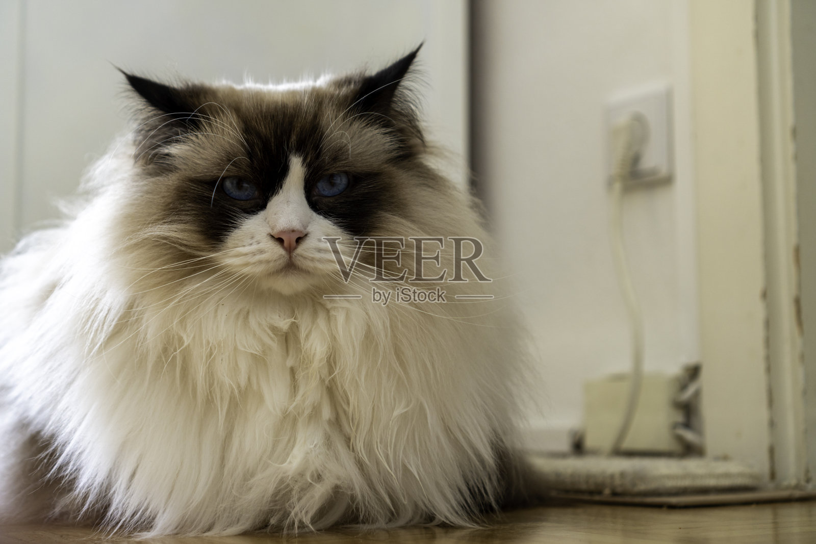 年轻的成年毛茸茸的白色纯种布娃娃猫，蓝眼睛，躺在地板上看着什么。照片摄影图片