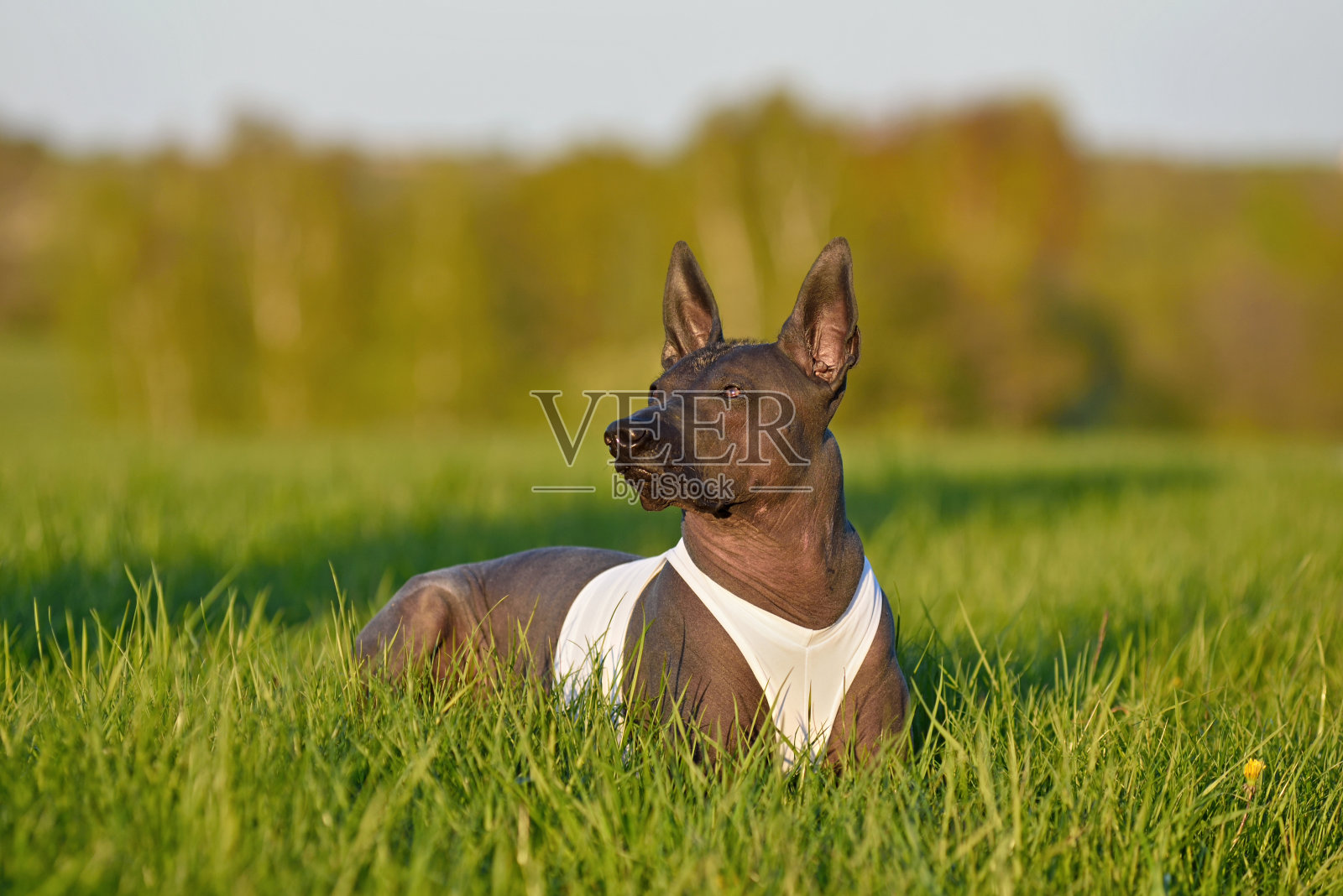在草地上休息的墨西哥无毛狗照片摄影图片
