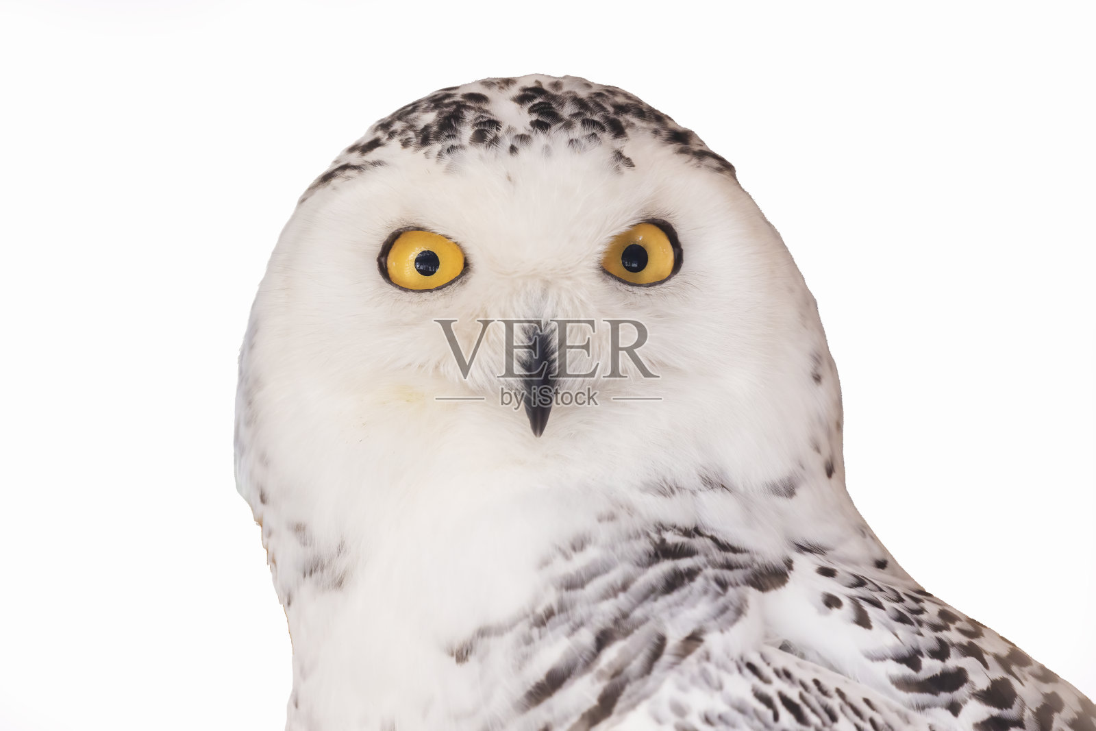 雪鸮照片摄影图片