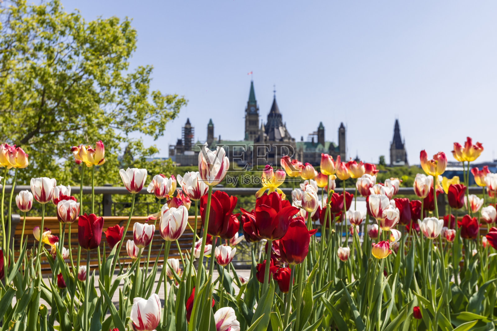 渥太华的郁金香节照片摄影图片