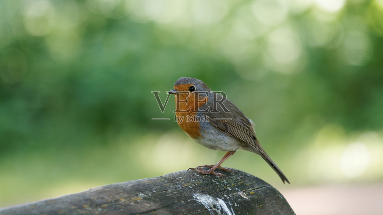 公园里一只知更鸟的肖像照片摄影图片