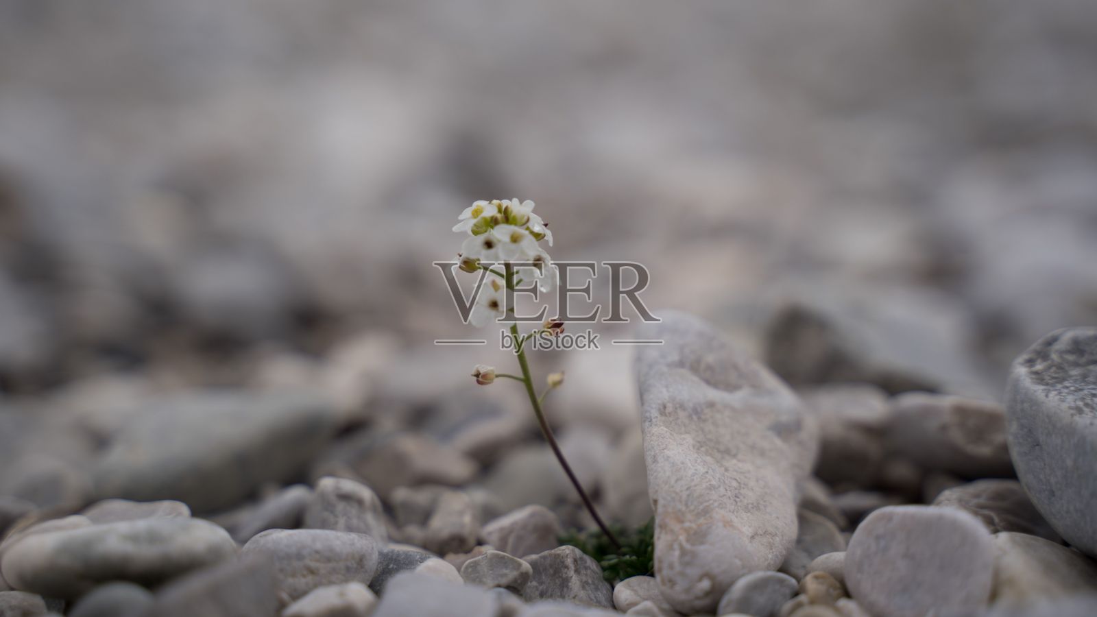 在岩石和砾石床上生长的迷你高山花的特写照片摄影图片