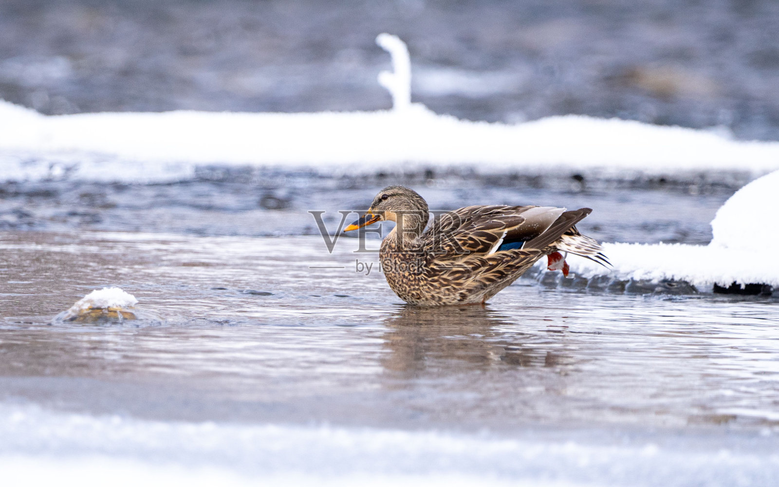 在一个寒冷的冬日，雌绿头鸭漂浮在湖面上。照片摄影图片